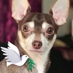 Meet your Posher, April